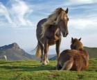 Две лошади пасутся в горах
